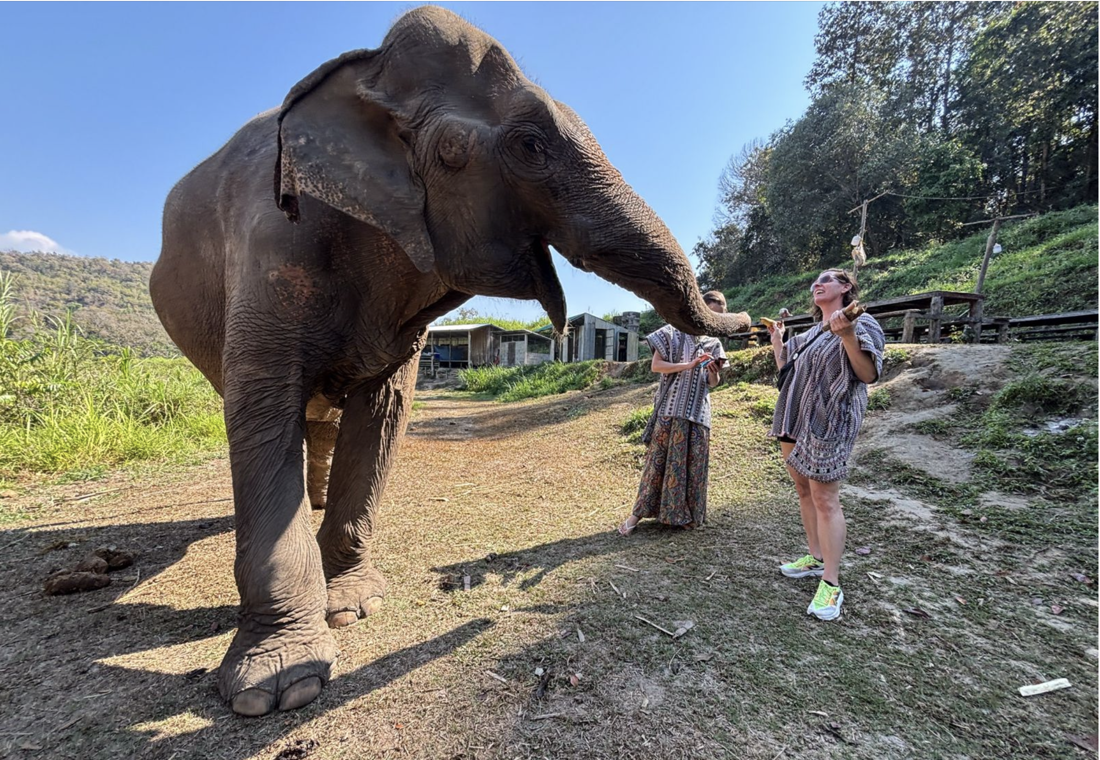 Rencontre avec les éléphants en Thaïlande